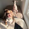 petyourdogpls